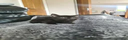 Scottish Fold cats for sale: Beautiful Scottish fold /straight kittens  - Advert 7