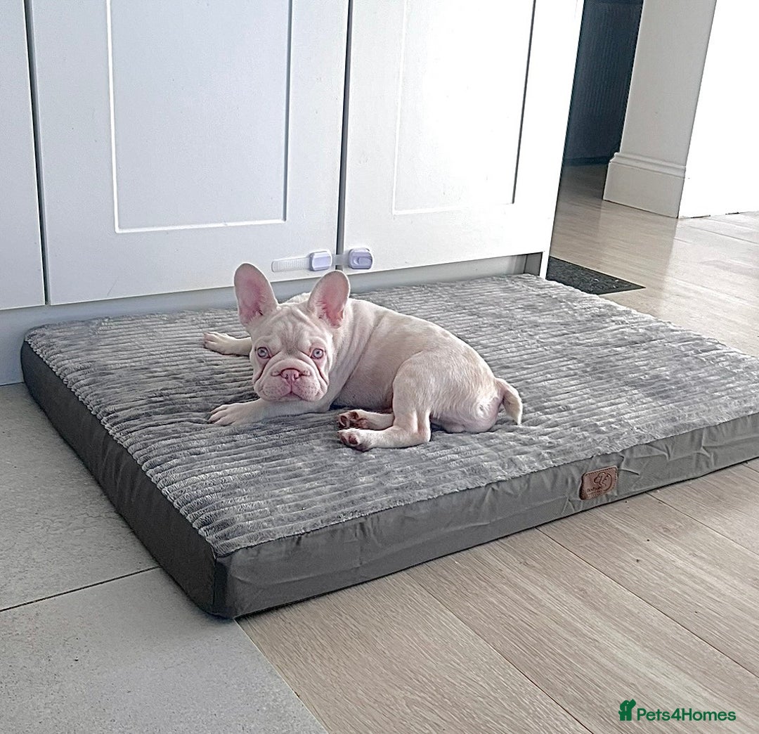 French Bulldog dogs for sale: KC reg 4 panel health test + DNA Male Frenchie Pup - Advert 18
