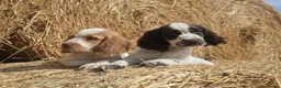 Cocker Spaniel dogs for sale: REDUCED £750 last girl left due to time wasters  - Advert 4