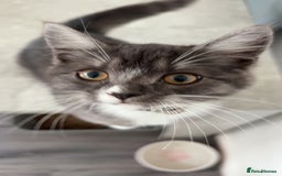 Mixed Breed cats for sale: female bengal cross kitten  - Image 1