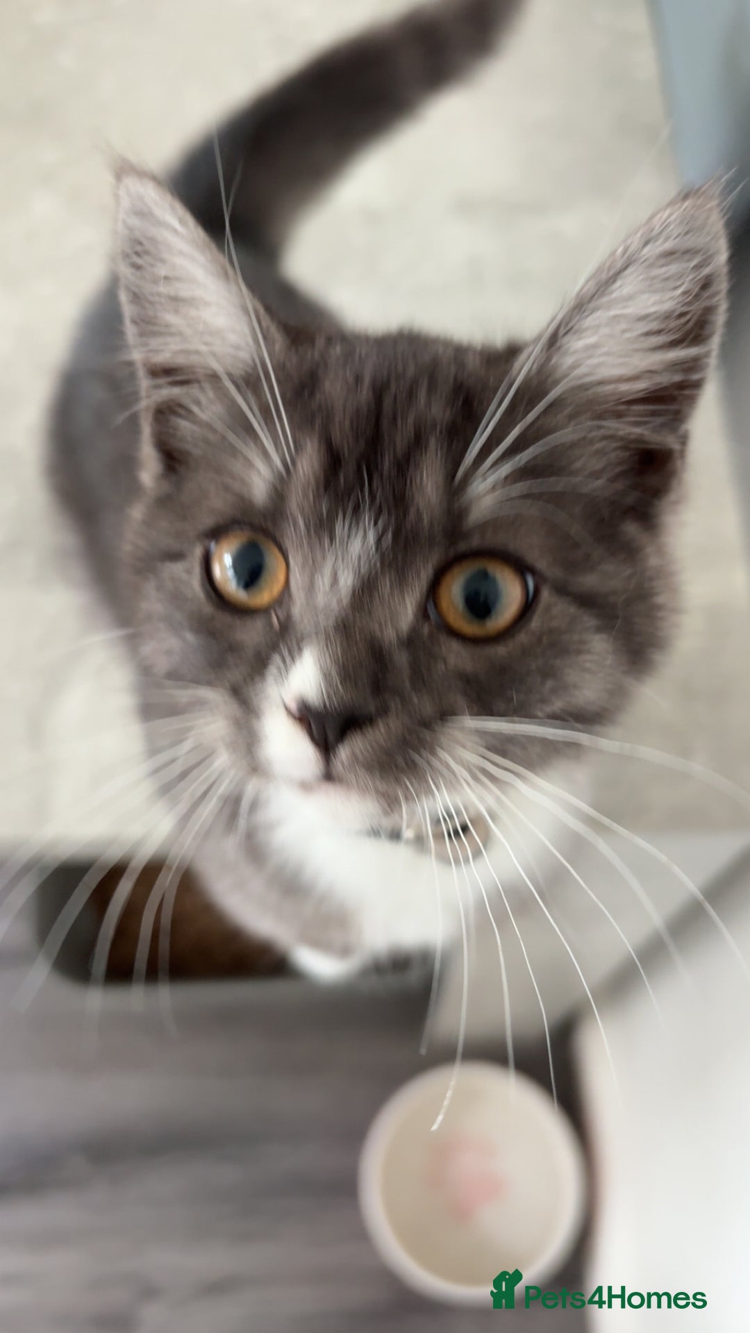 Mixed Breed cats for sale: female bengal cross kitten  - Image 1