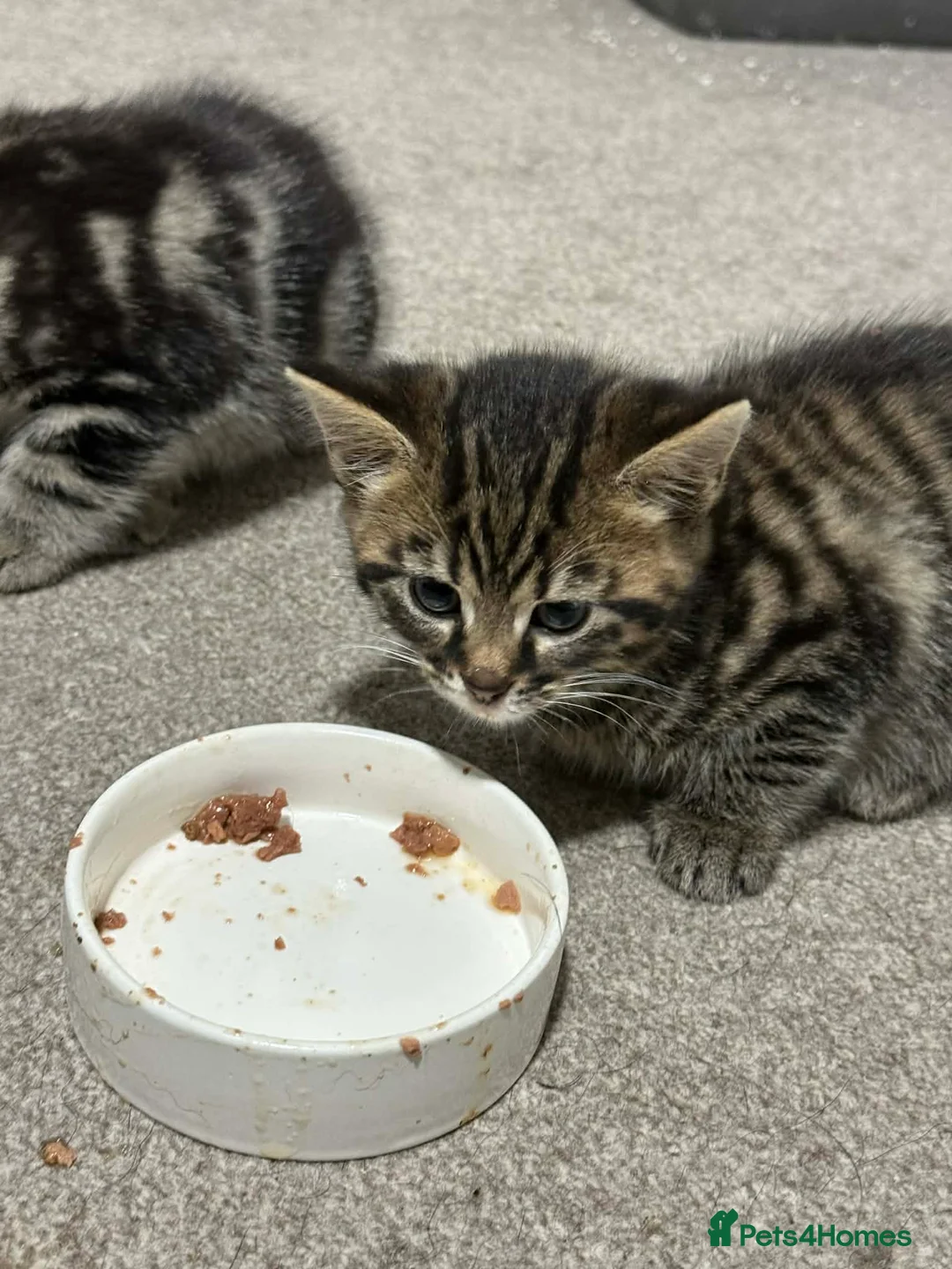Mixed Breed cats for sale: Kittens ready to go - Advert 7
