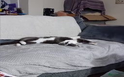 British Shorthair cats for sale: Munchkin  - Image 1