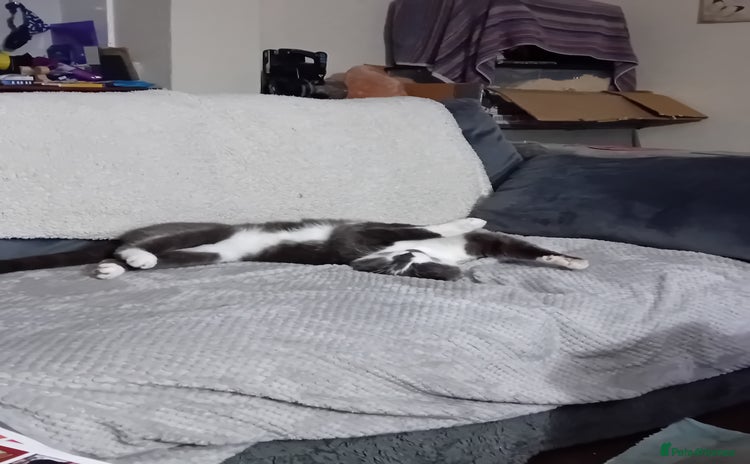 British Shorthair cats - Advert 1