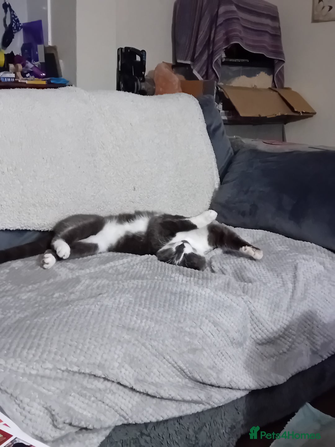 British Shorthair cats for sale: Munchkin  - Image 1