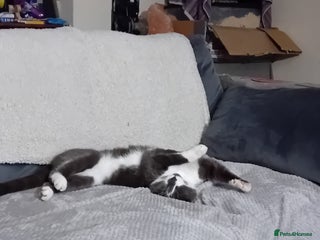 British Shorthair cats - Advert 14