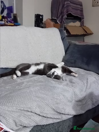 British Shorthair cats - Advert 1