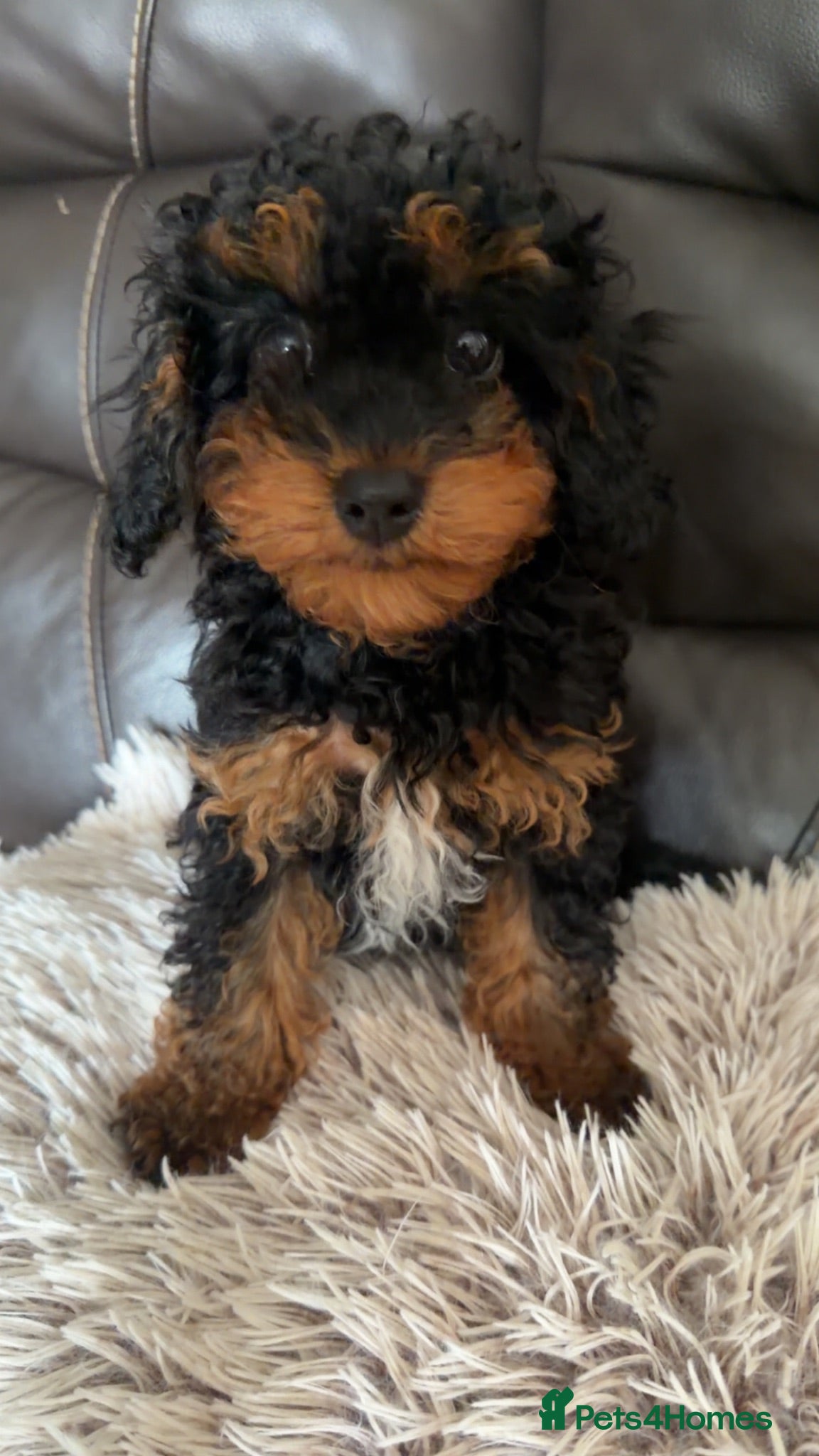 Cavapoo dogs Cavapoo puppies  - Advert 14