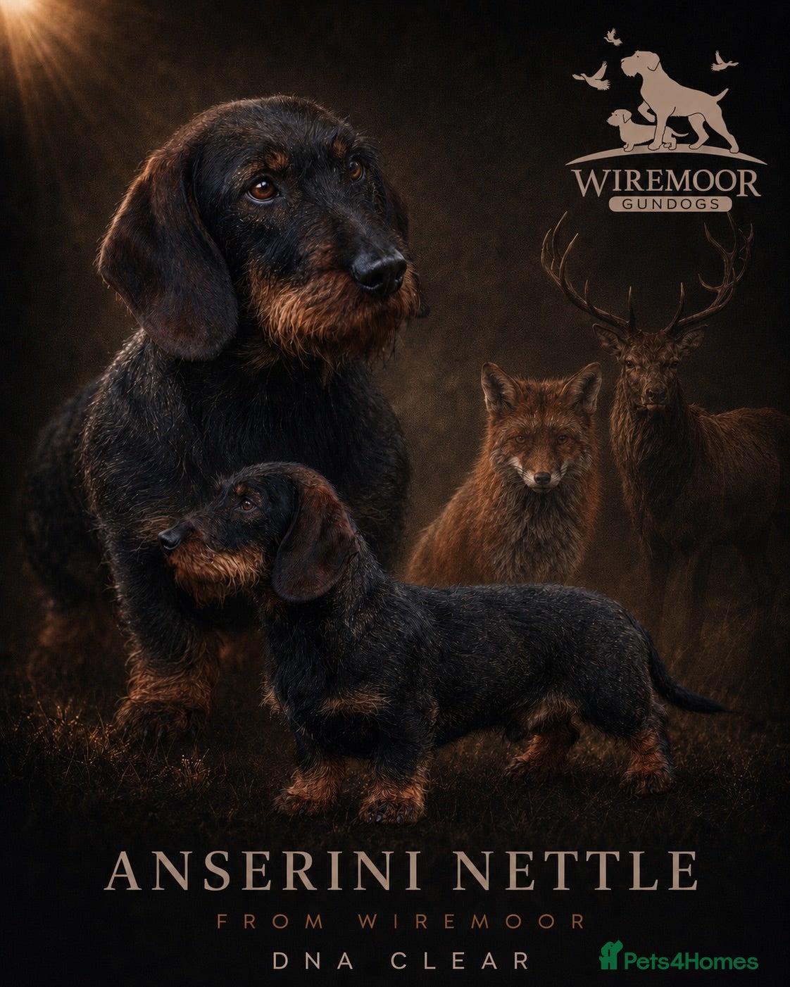 Dachshund dogs Champion bloodline Teckel stud  - Advert 4