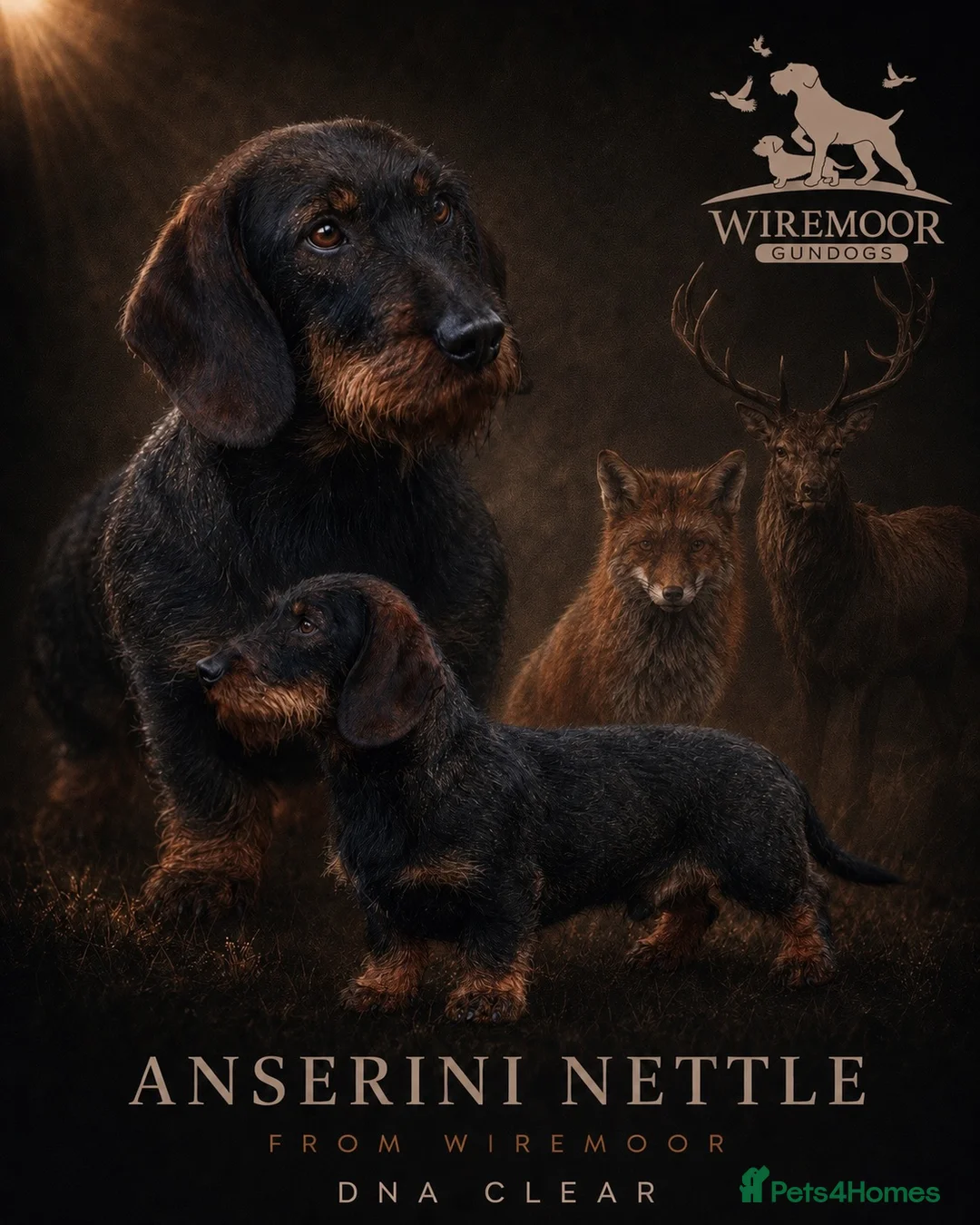 Dachshund dogs for stud: Champion bloodline Teckel stud  - Advert 1