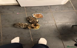 Bengal cats for sale: BEGAL CROSS TABBY - Advert 3