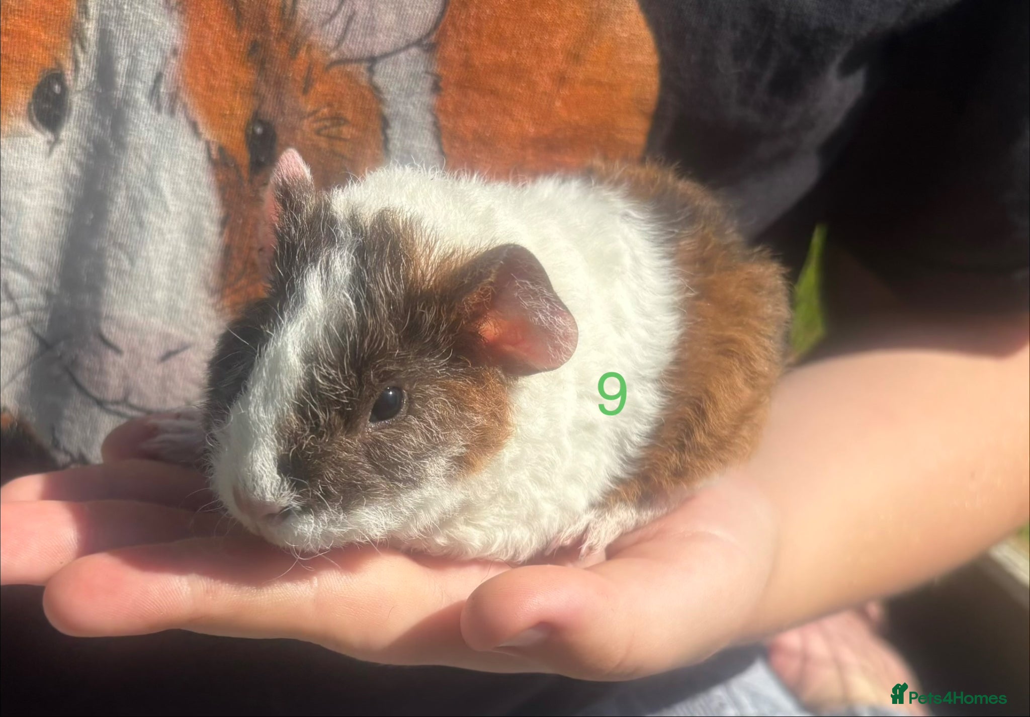 Guinea Pig rodents Baby Boy/Boar & Baby Girl/Sow Guinea Pigs, Teddy - Advert 17