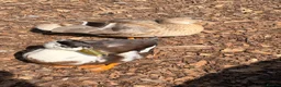 Ducks poultry for sale: Call ducks for sale  - Advert 4