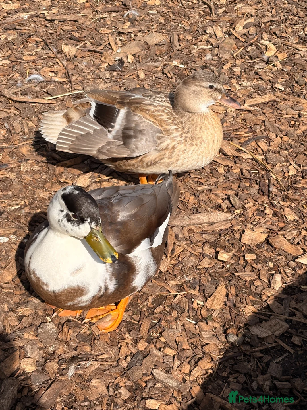 Ducks poultry for sale: Call ducks for sale  - Advert 4