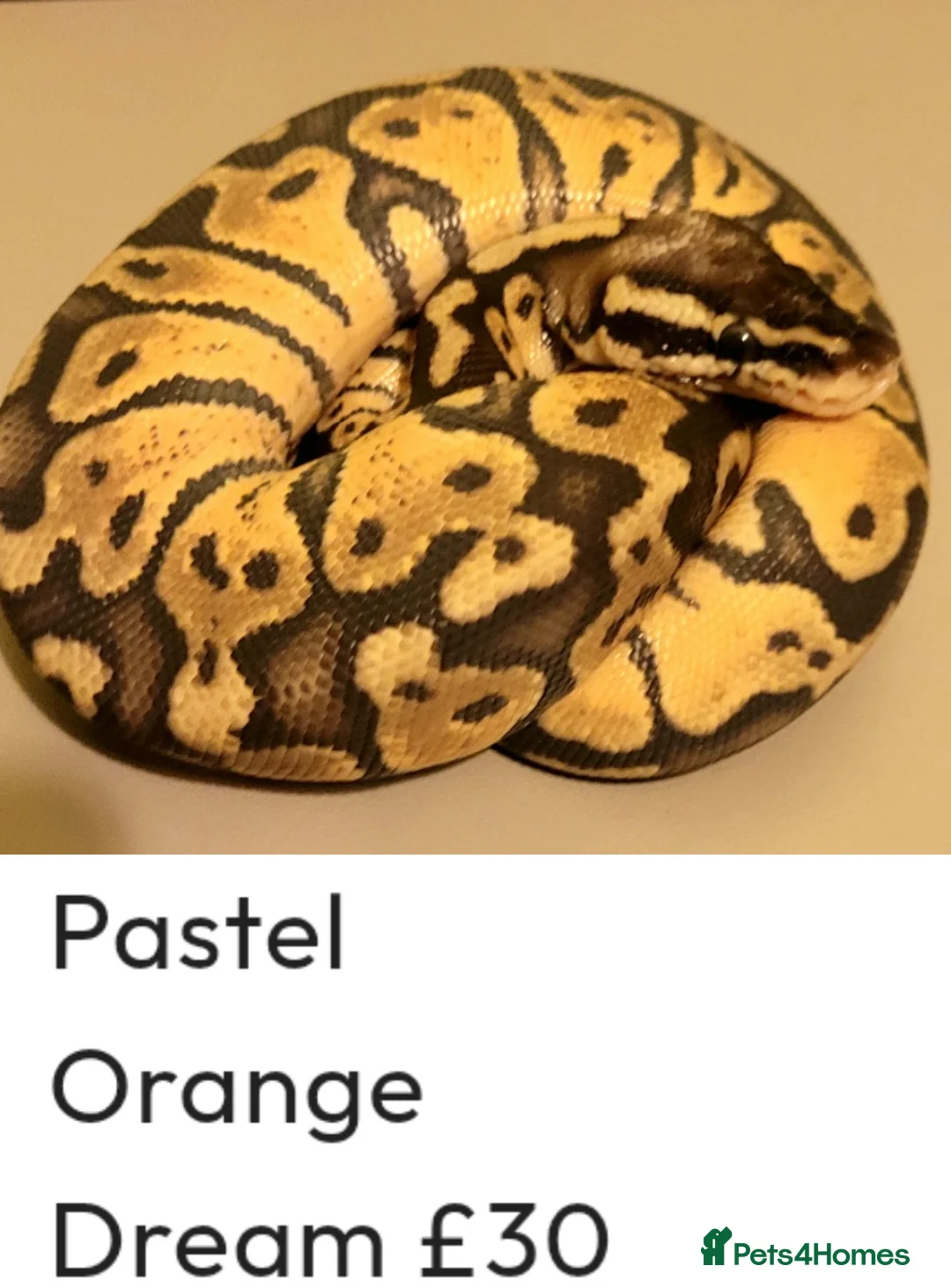 Python Snake reptiles for sale: Royal Pythons for rehoming from £10 - Advert 2