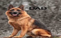 German Shepherd dogs for sale: KC REGISTERED GERMAN SHEPHERD PUPS - Image 22