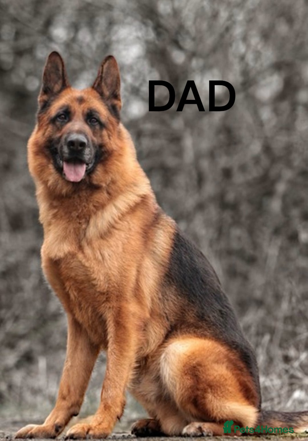 German Shepherd dogs for sale: KC REGISTERED GERMAN SHEPHERD PUPS - Image 22