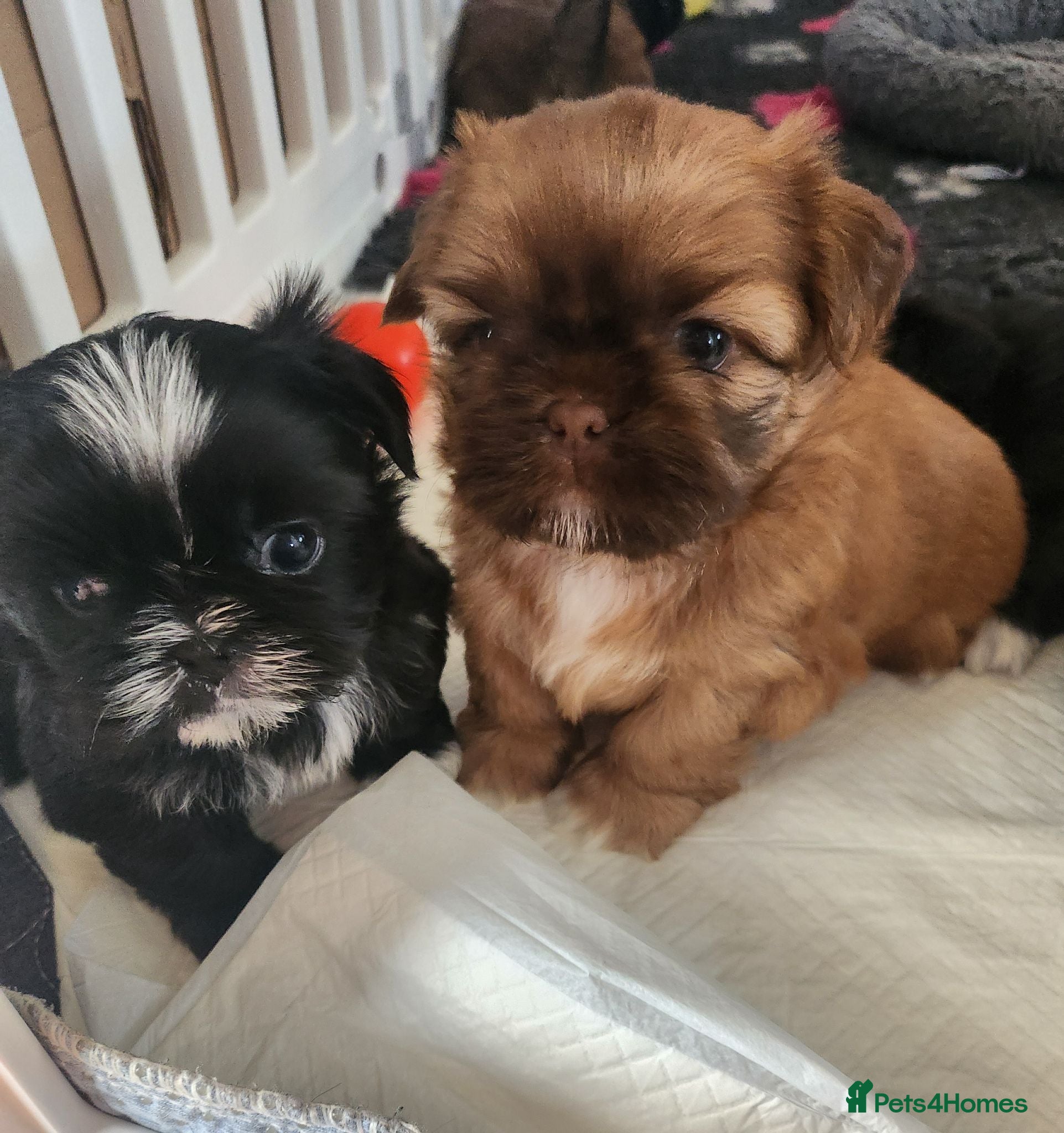 Shih Tzu dogs Shih tzu puppies imperial line  - Advert 20