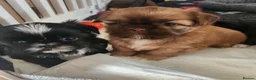 Shih Tzu dogs for sale: Shih tzu puppies imperial line  - Advert 1
