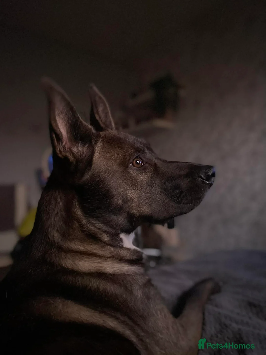 Mixed Breed dogs for sale: Female Belgian Malinois Mix - Advert 3