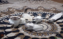 Ragdoll cats for sale: Warwick house central avenue M192ff - Image 1