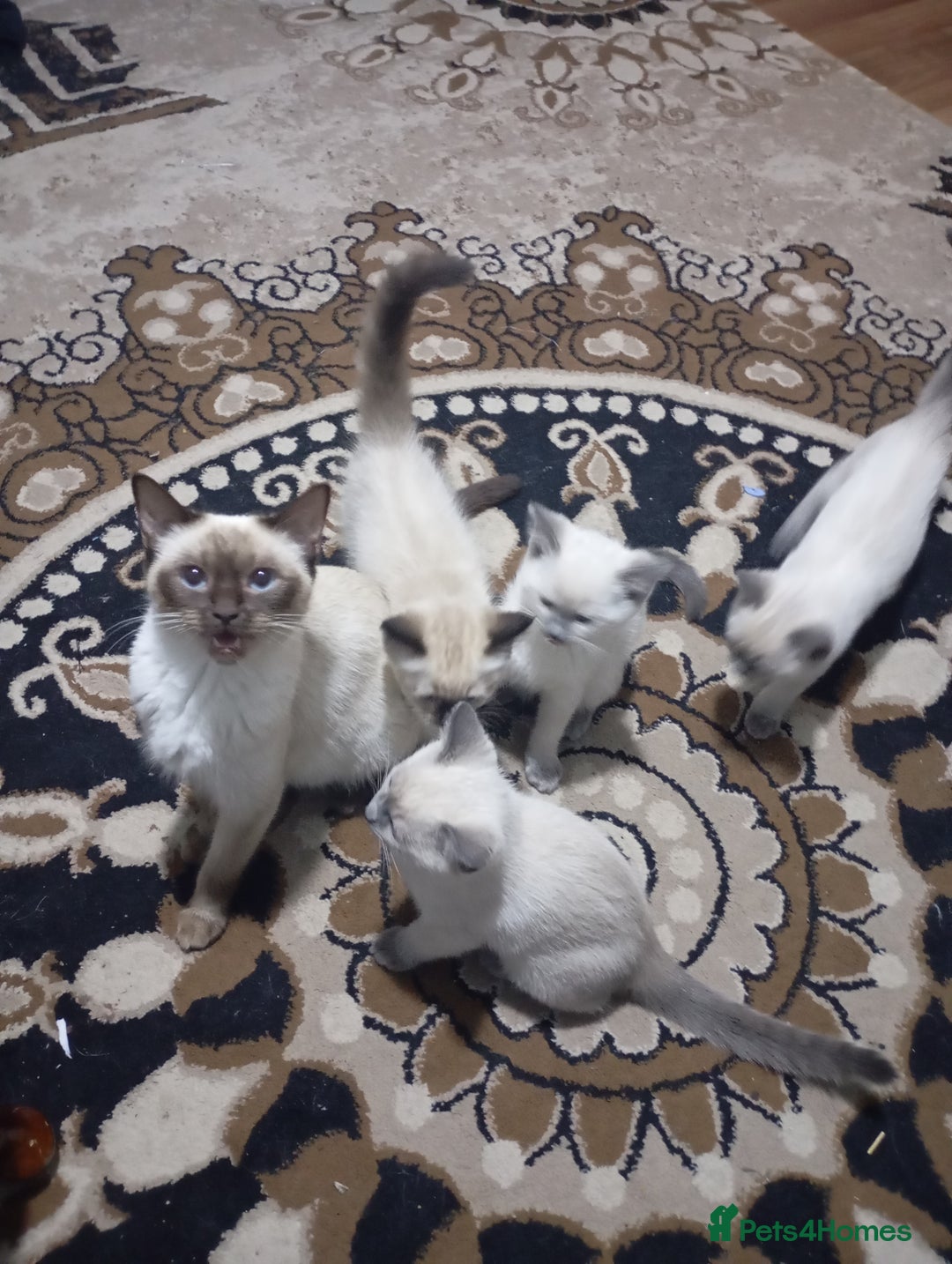 Ragdoll cats for sale: Warwick house central avenue M192ff - Image 1