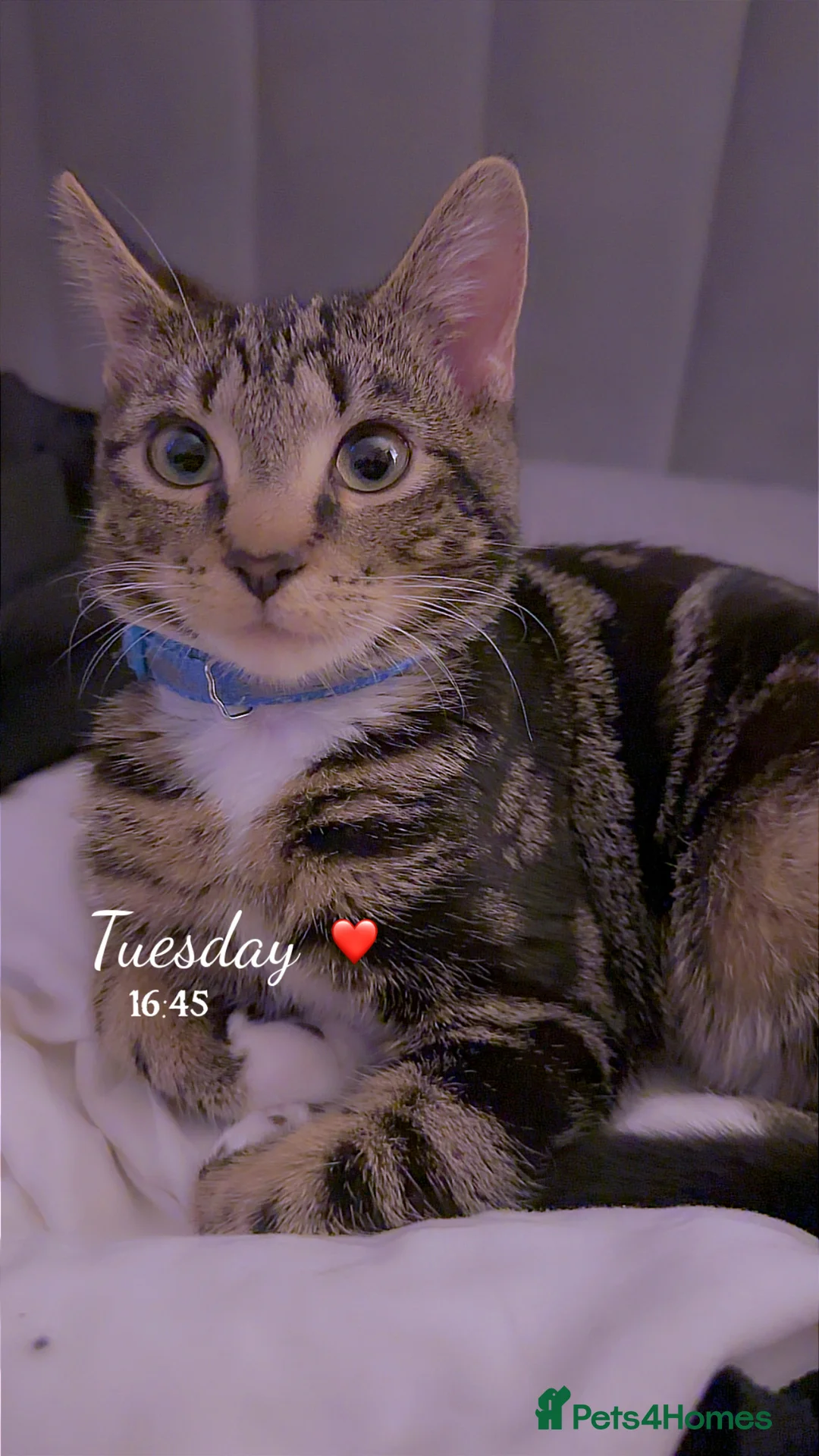 Domestic Shorthair cats for sale: Tabby kitten  - Advert 4