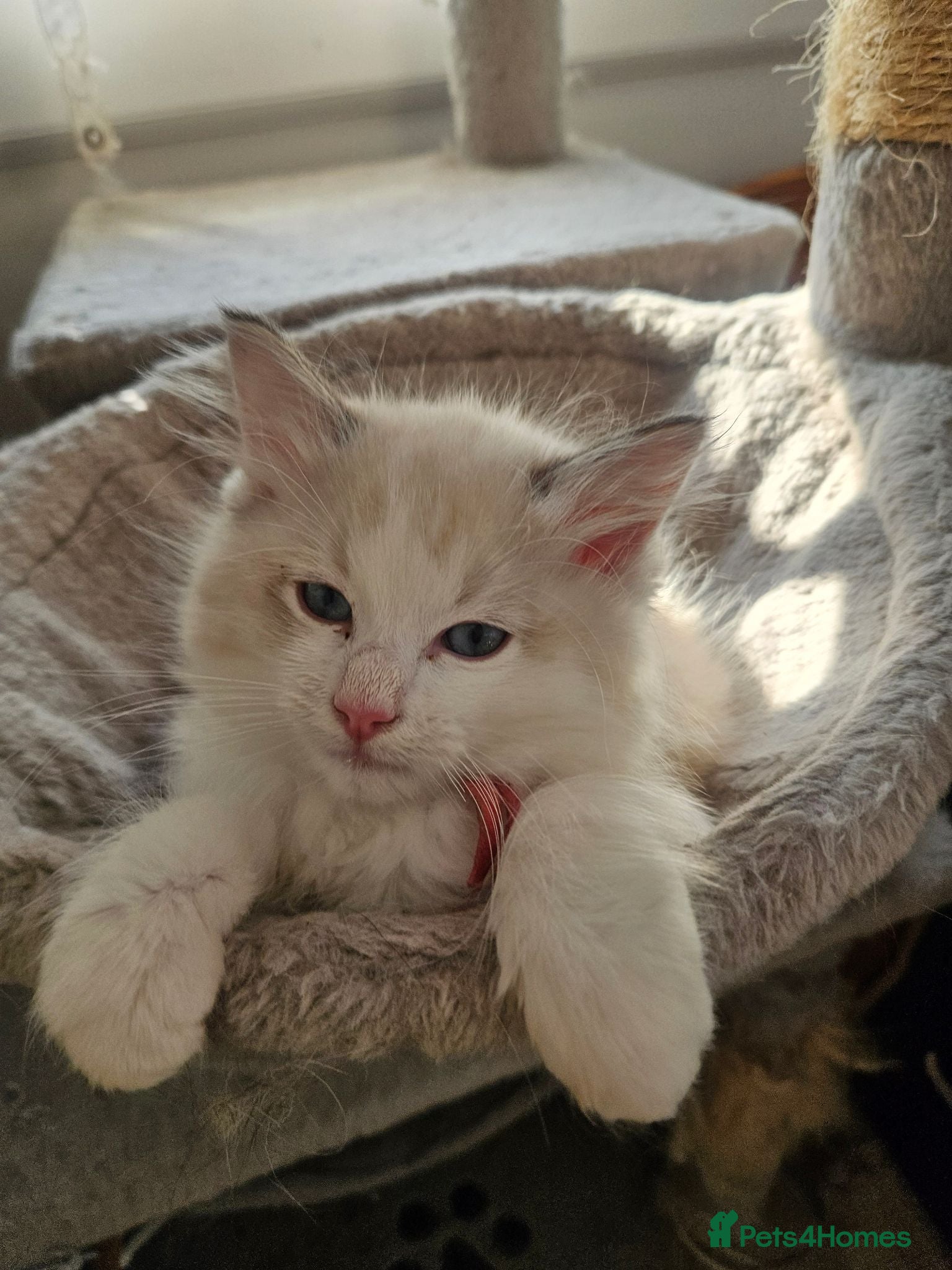 Ragdoll cats Beautiful Ragdoll kittens - Advert 2