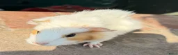 Guinea Pig rodents for sale: Gorgeous colourful guinea pigs - Advert 7