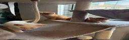 Siamese cats for sale: 4 beautiful kittens  - Advert 8