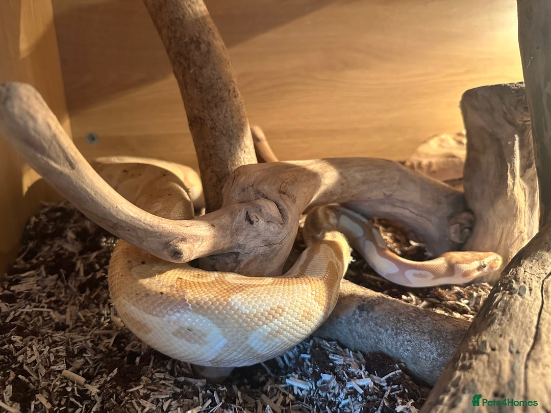 Python Snake reptiles for sale: Banana Ball Python - Advert 4