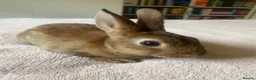 Rex rabbits for sale: Stunning Mini Rex Babies + Standard Rex Does in Spalding - Advert 5