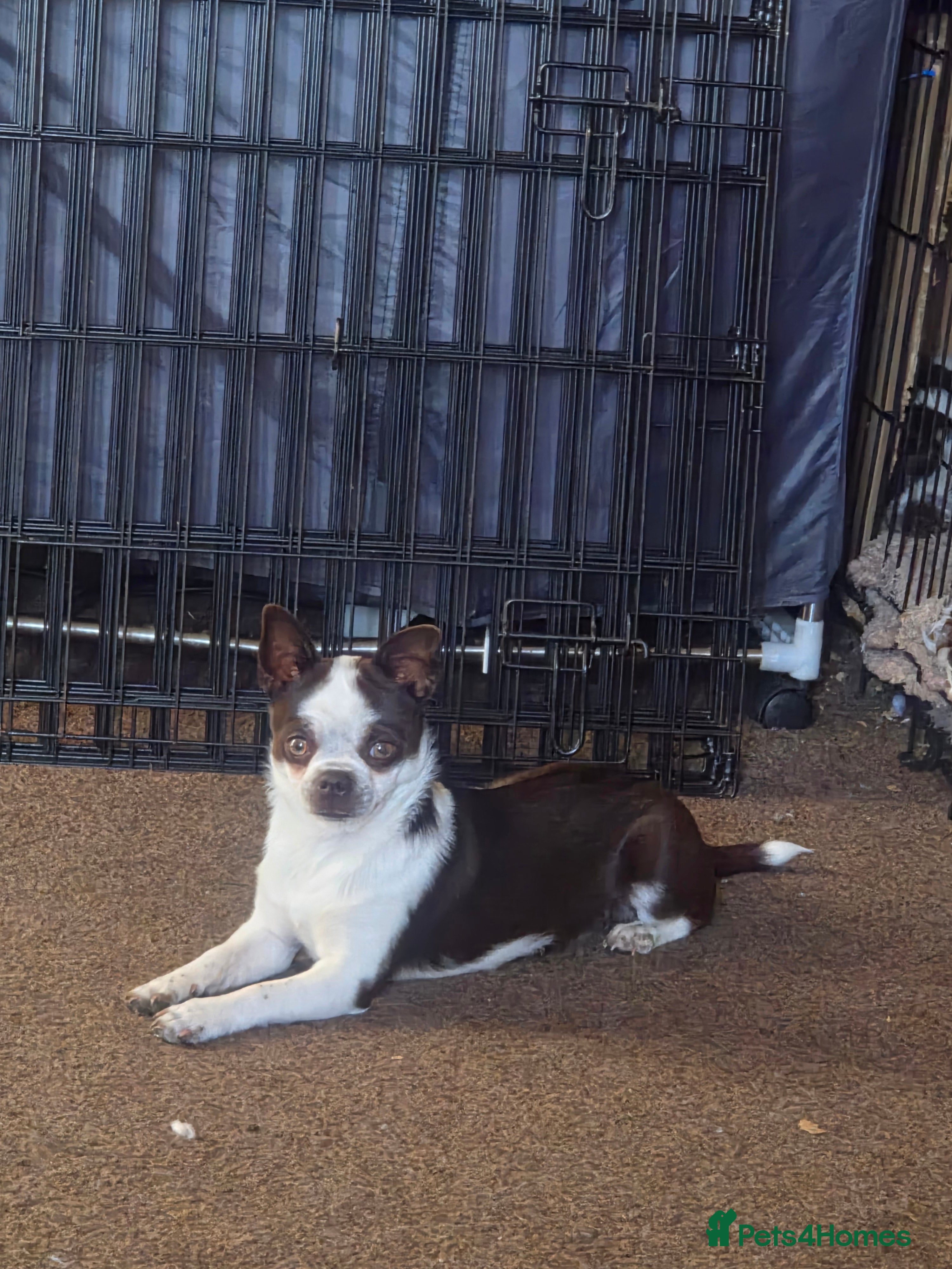 Chug dogs Lola our little lady - Advert 12