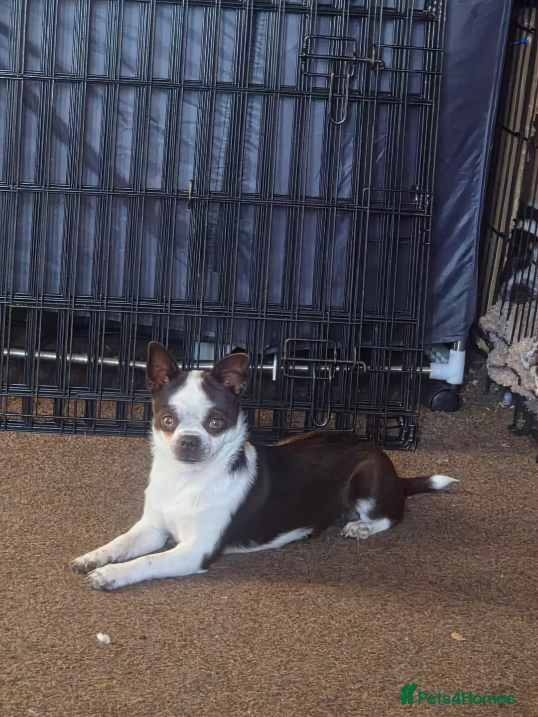 Chug dogs for sale: Lola our little lady - Advert 1