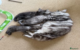 Maine Coon cats for sale: Pedigree ”TICA” kittens  - Image 10