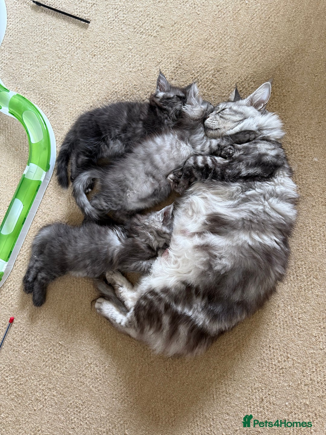 Maine Coon cats for sale: Pedigree ”TICA” kittens  - Image 10