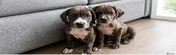 Mixed Breed dogs for sale: Ready to leave springer cross cane corso puppies - Advert 2
