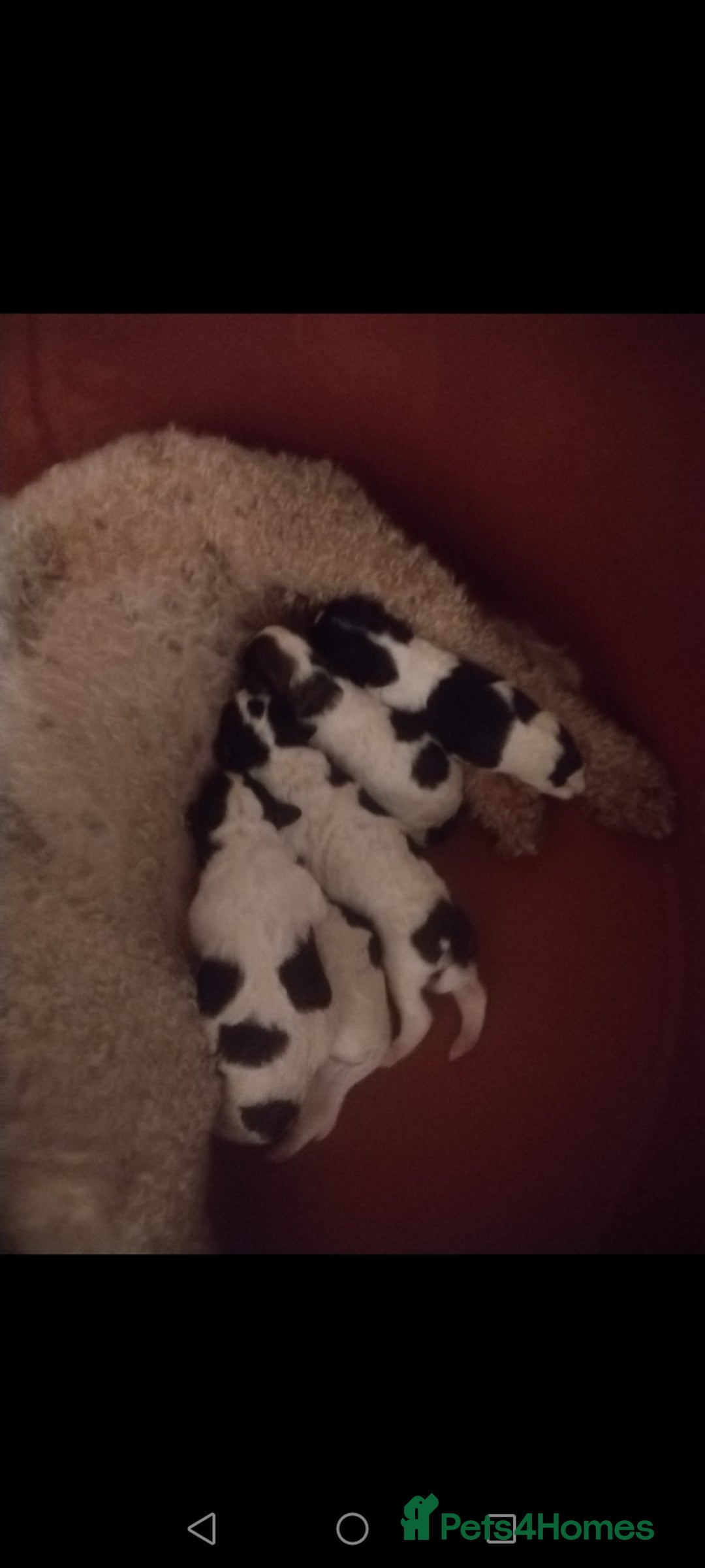 Mixed Breed dogs for sale: Gorgeous jack-chons - Image 13