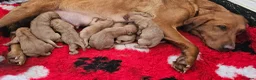 Labrador Retriever dogs for sale: 10 FOX RED KC LABS WITH HEALTH TESTED PARENTS - Advert 26