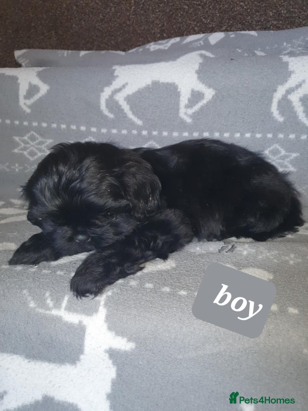 Shih Tzu dogs for sale: Shih tzu puppies - Image 5