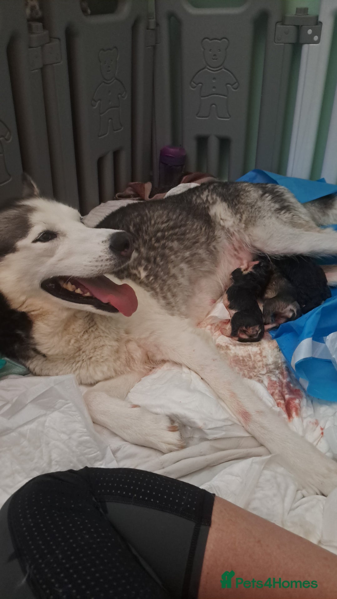 Siberian Husky dogs for sale: Six gorgeous husky pups - Image 7