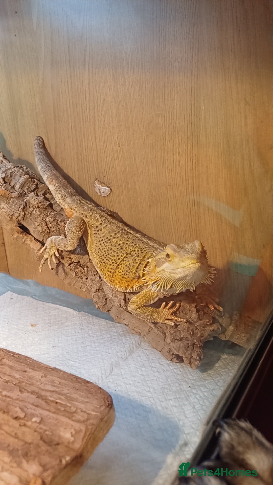 Bearded Dragon reptiles Female bearded dragon - Advert 1
