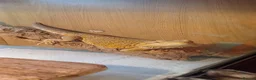 Bearded Dragon reptiles for sale: Female bearded dragon in Sheffield - Advert 1