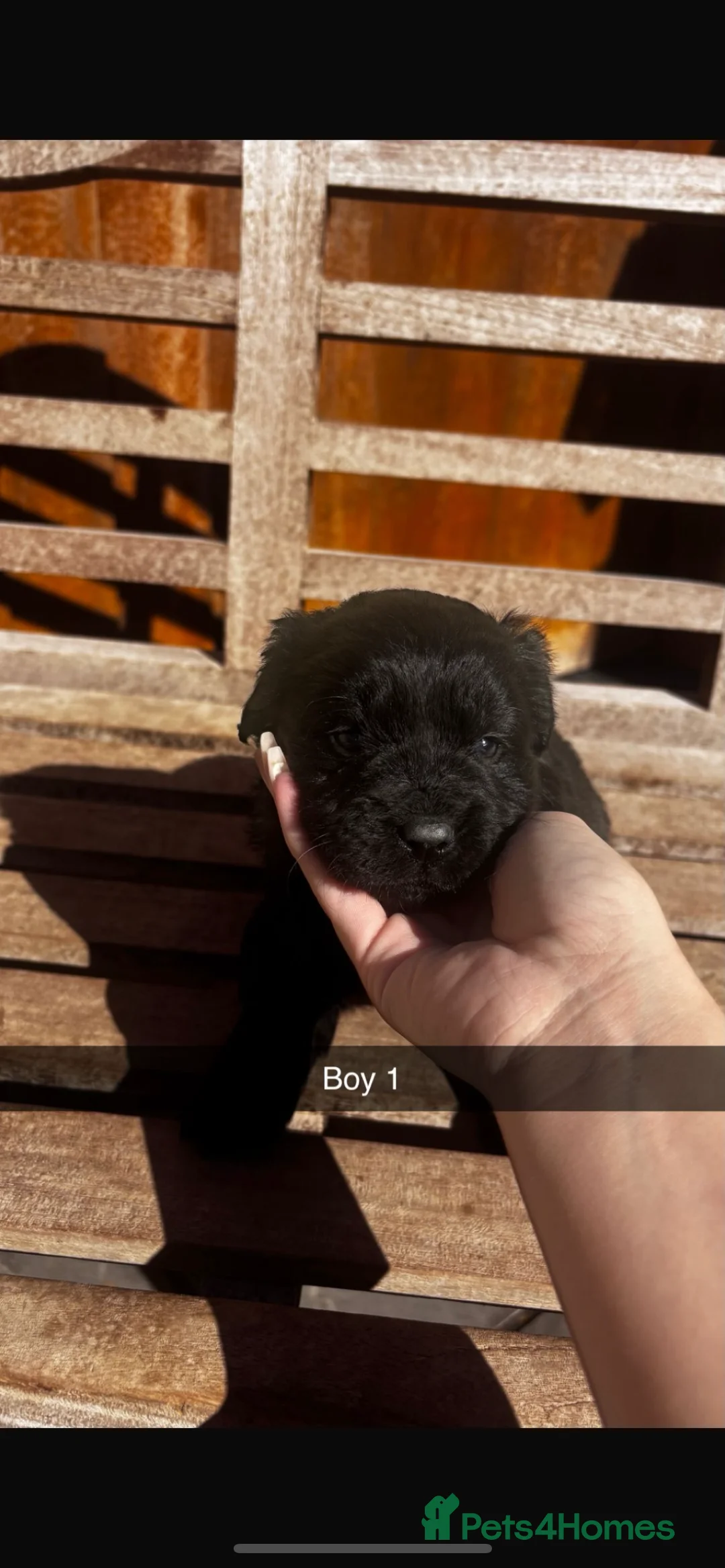 Mixed Breed dogs for sale: Cockerchow  - Advert 10