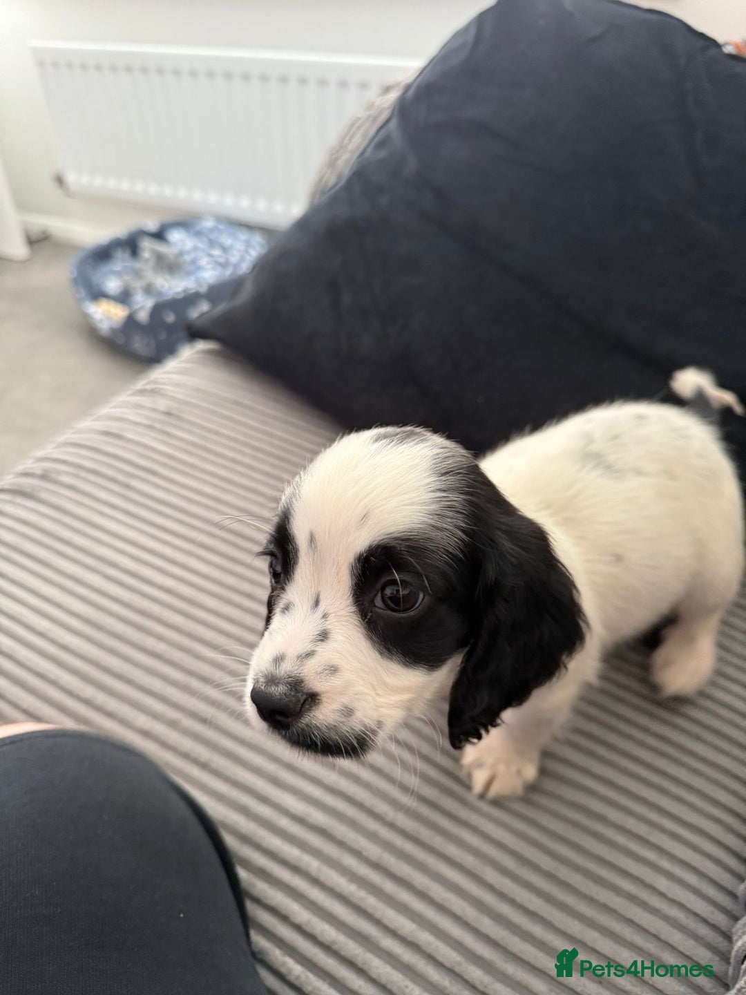 Cocker Spaniel dogs for sale: Buddy - Image 2