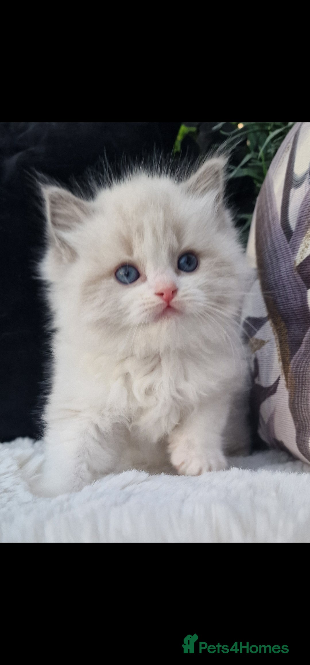Ragdoll cats for sale: 🩷✨️NEW WAITING LIST Exclusive cute Kittens✨️🩷🏆 - Advert 29