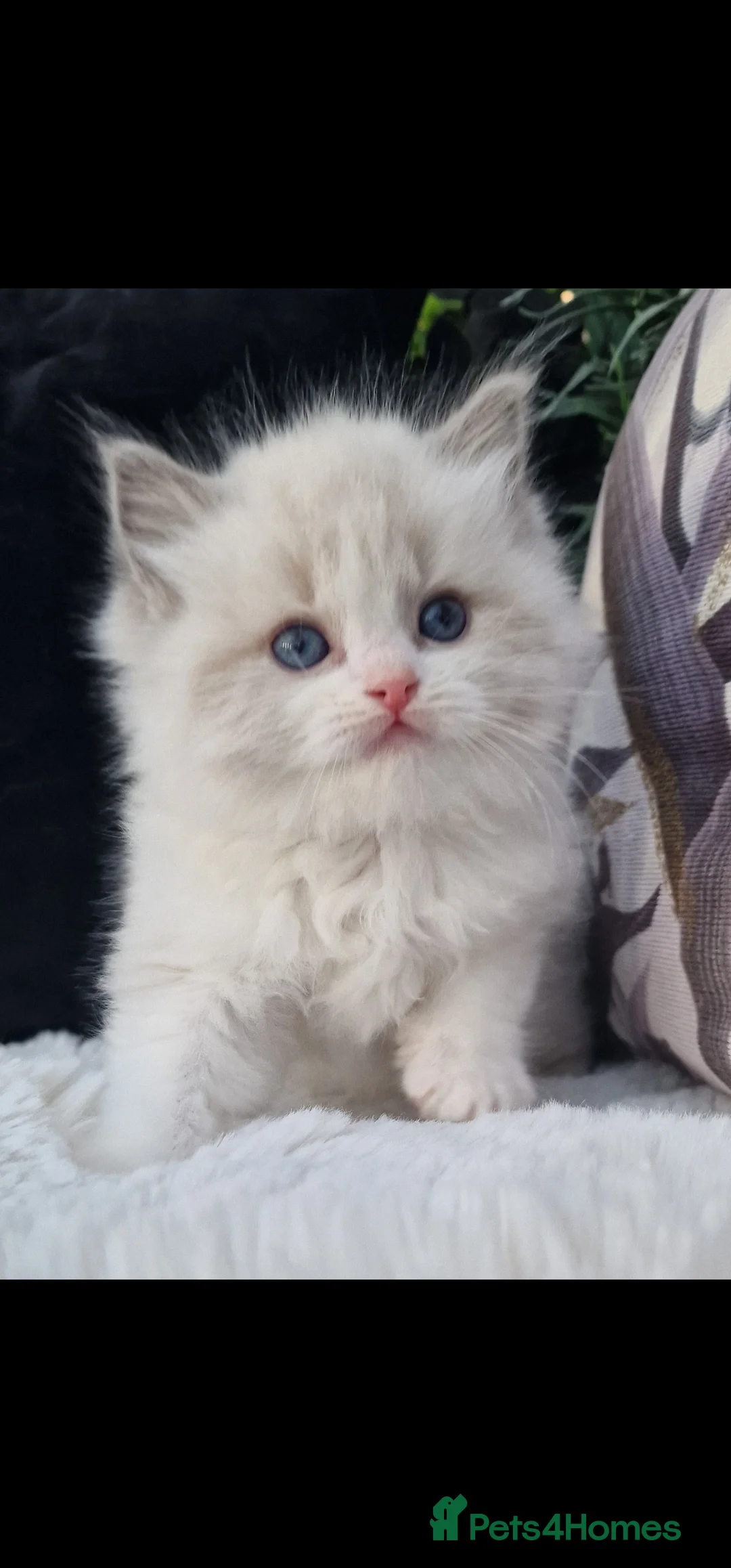 Ragdoll cats for sale: 🎀✨️Exclusive top quality kittens🎀 from🏆lines✨️ - Advert 28