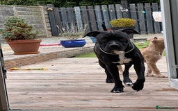 Mixed Breed dogs for sale: URGENT SELL - Mixed Cane Corso & Staffordshire  - Image 4