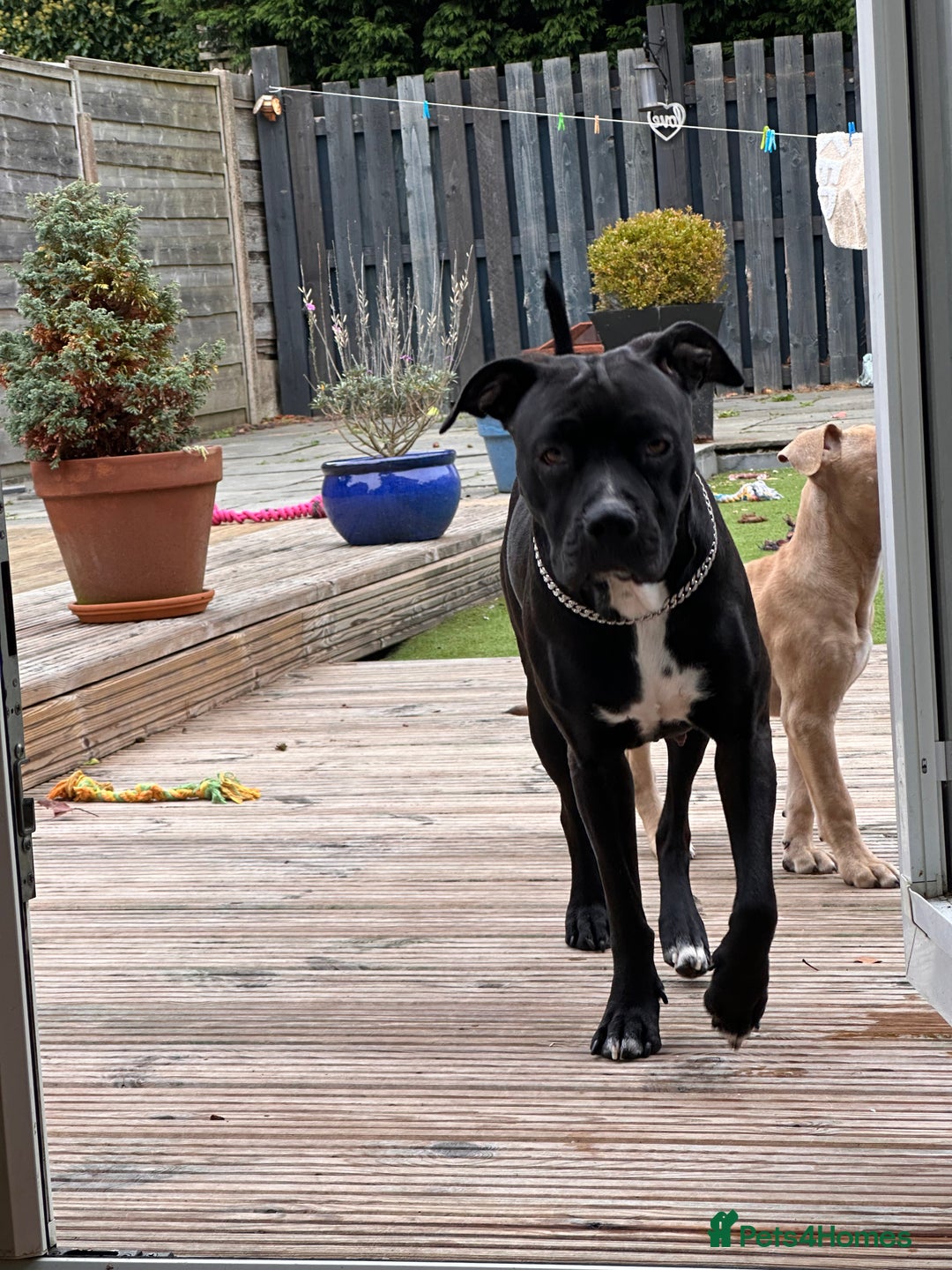 Mixed Breed dogs for sale: URGENT SELL - Mixed Cane Corso & Staffordshire  - Image 4