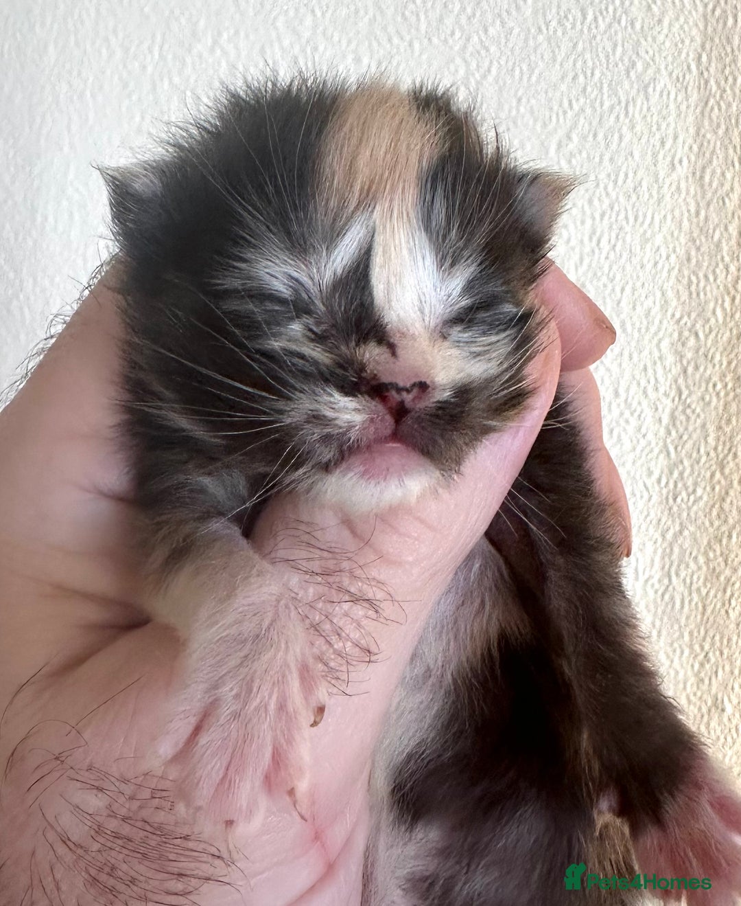 Maine Coon cats for sale: Tica Registered  Maine Coons  - Advert 12